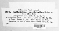 Arthrinium puccinioides image